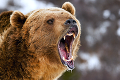 Príbeh, z ktorého mrazí: Na muža opakovane útočil medveď grizly, zachránila ho veľká náhoda
