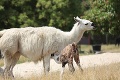 Radostná novinka v bratislavskej zoo: Lame Allegre sa narodilo mláďatko! Takto vyzerali jeho prvé kroky