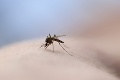 Bratislava po záplavách rieši problém s komármi: Dôležitá rada pre všetkých záhradkárov
