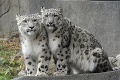 Nezaočkovaný leopard snežný sa nakazil koronavírusom: Viaceré zvieratá skončili v karanténe