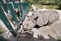 Zoo chovatelia prezradili, čo zažívajú s exotickými miláčikmi: Viliamova príhoda vás pobaví
