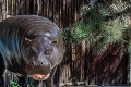 Zoo chovatelia prezradili, čo zažívajú s exotickými miláčikmi: Viliamova príhoda vás pobaví