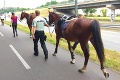 V správny čas na správnom mieste: Policajti zachraňovali splašeného koňa na ceste