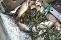 Na rieke Hron hromadne uhynuli ryby: Situáciou sa zaoberá polícia