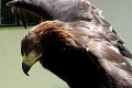Slovenskí ornitológovia sa s takým niečím v živote nestretli: Aha, koho našli v hniezde vzácneho orla!