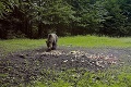 Nad Dolným Harmancom objavili ochranári vnadisko plné ovocia a zeleniny: Robia medveďom nelegálne hostiny pytliaci?