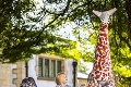 Anglické mesto láka turistov netradičnými sochami: Nebojte sa! Kvetináčosaurus je bylinožravý