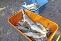 Únik digestátu z bioplynovej stanice do Hrona spôsobil environmentálnu katastrofu: Uhynuli tisíce rýb, škoda vyše 30-tisíc!