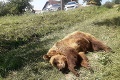 Úradujú na Slovensku pytliaci? V priebehu 24 hodín našli štátni ochranári dva uhynuté medvede
