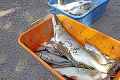 Environmentálna katastrofa: Počet rýb, ktoré hromadne uhynuli na rieke Hron, narastá