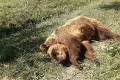Prípad zastrelenej medvedice v Ivinách: Vyšetrovateľ začal trestné stíhanie