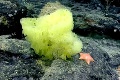 Pozrite sa, čo objavil biológ na dne mora: Aj vám to hneď napadlo?
