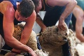 V Liptovskej Lúžnej sa bojuje o prestížny titul v strihaní oviec: Aktuálny rekord vám vyrazí dych