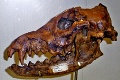 V dnešnom Gruzínsku žili bok po boku pred 1,8 milióna rokov: Ľudia kradli potravu pravekým psom