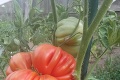 Záhradkári sa predbiehajú v rekordoch, kúsky ako z Černobyľu: Táto paradajka prekoná všetko, čo ste doteraz videli!