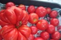 O tom, čo našla medzi paradajkami Mária, sa vám ani nesnívalo: Mutant vážil viac ako kilo!
