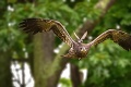 Odvážny vtáčik si osedlal samicu orliaka: Čo spravila pred vytvorením fotky, odmietol tolerovať