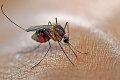 Po výdatných dažďoch stúpa počet nepríjemného hmyzu: Ako sa brániť proti komárom?