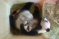 Pandy konečne odhalili tajomstvo svojho apetítu: Čierno-bieli žrúti bambusu sú plní prekvapení