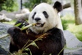 Pandy konečne odhalili tajomstvo svojho apetítu: Čierno-bieli žrúti bambusu sú plní prekvapení