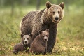 Nešťastie medvedej rodinky pri Turčianskych Tepliciach: Zahynula mama aj mláďa!