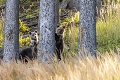 Vierka číha na zvieratá v prírode len s objektívom: Krásna fotografka „ulovila“ medvede i srnčie hry
