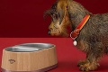 Značka Hermès ponúka luxus pre psov: Miska za absurdnú sumu