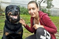 Bývalý postrach košického sídliska rotvajler Dragon čaká na adopciu: Psa so zlou povesťou zachránila láska!