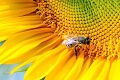 V Lučenci pribudlo špeciálne miesto na terapiu: Ako poslúži apidomček s ôsmimi včelstvami?