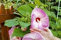 Nadšená pestovateľka Zita: V záhrade jej vyrástli rekordné kúsky! Tajomstvo mojich megakvetín
