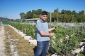 Michalovi raší pri Trenčíne 4500 sadeníc konope: Toto má ako jediný na Slovensku!