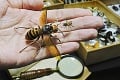 Najväčší sršeň sveta prilieta z Ázie: Postrach pre včely zabíja v miliónoch, poradil by si aj s človekom