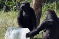 Gorily v americkej zoo mali pozitívne testy na COVID-19: Po zotavení ich čaká očkovanie