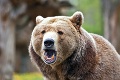 Pezinčania sa kvôli medveďovi boja ísť do lesa: Odpoveď ochranárov vás dorazí! Veľký zvrat