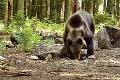 Pezinčania sa kvôli medveďovi boja ísť do lesa: Odpoveď ochranárov vás dorazí! Veľký zvrat