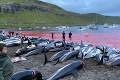 Na Faerských ostrovoch tradičné zabíjajú delfínov: Vyvolalo to vážnu diskusiu