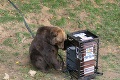 Medveď Žabo skúšal nový vynález: Budete prekvapení, ako dopadlo rabovanie koša!