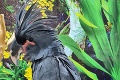 Pod Urpínom chovajú vzácneho kakadu: Z Arnieho je veľký maznák