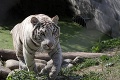 Obyvatelia kontaktnej zoo sa už chystajú na chladné mesiace: Tigre sa zahrievajú túlením!