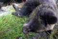 Nehoda na R1: Medzi Zvolenom a Žiarom nad Hronom sa zrazilo auto s medveďom