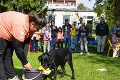 Príležitosť, akej sa chopil nejeden Bratislavčan: Z týchto chlpáčov budú vďaka nim vodiace a asistenčné psy