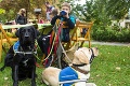Príležitosť, akej sa chopil nejeden Bratislavčan: Z týchto chlpáčov budú vďaka nim vodiace a asistenčné psy