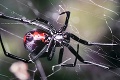 Pod Urpín zavítali pavúky-zabijaci! Čierna vdova dokáže usmrtiť človeka
