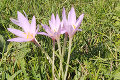 V Tatrách kvitne smrteľne jedovatý kvet: Pozor, túto nádheru nechytajte!