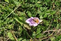 V Tatrách kvitne smrteľne jedovatý kvet: Pozor, túto nádheru nechytajte!