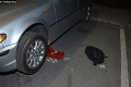 Zvláštne zvuky na košickom sídlisku: Rumuni sa zo zaparkovaného auta snažili odpíliť katalyzátor