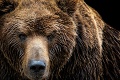 K šialeným hoaxom na internete pribudli výmysly o medveďoch: To je choré, čo západniari začali šíriť! Ochranári reagujú
