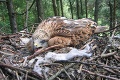 Ochranári z celej Európy bijú na poplach kvôli ohrozeným vtákom, jedno však poteší: Dobrá správa zo Záhoria!