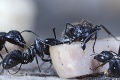 Ostré zuby mravcov zlepšia bezpečnosť ľudstva: Mňa nechceš stretnúť, ver mi!