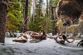 Fotograf vyhral cenu za fotku hladného grizlyho: Nerušiť, idem jesť!